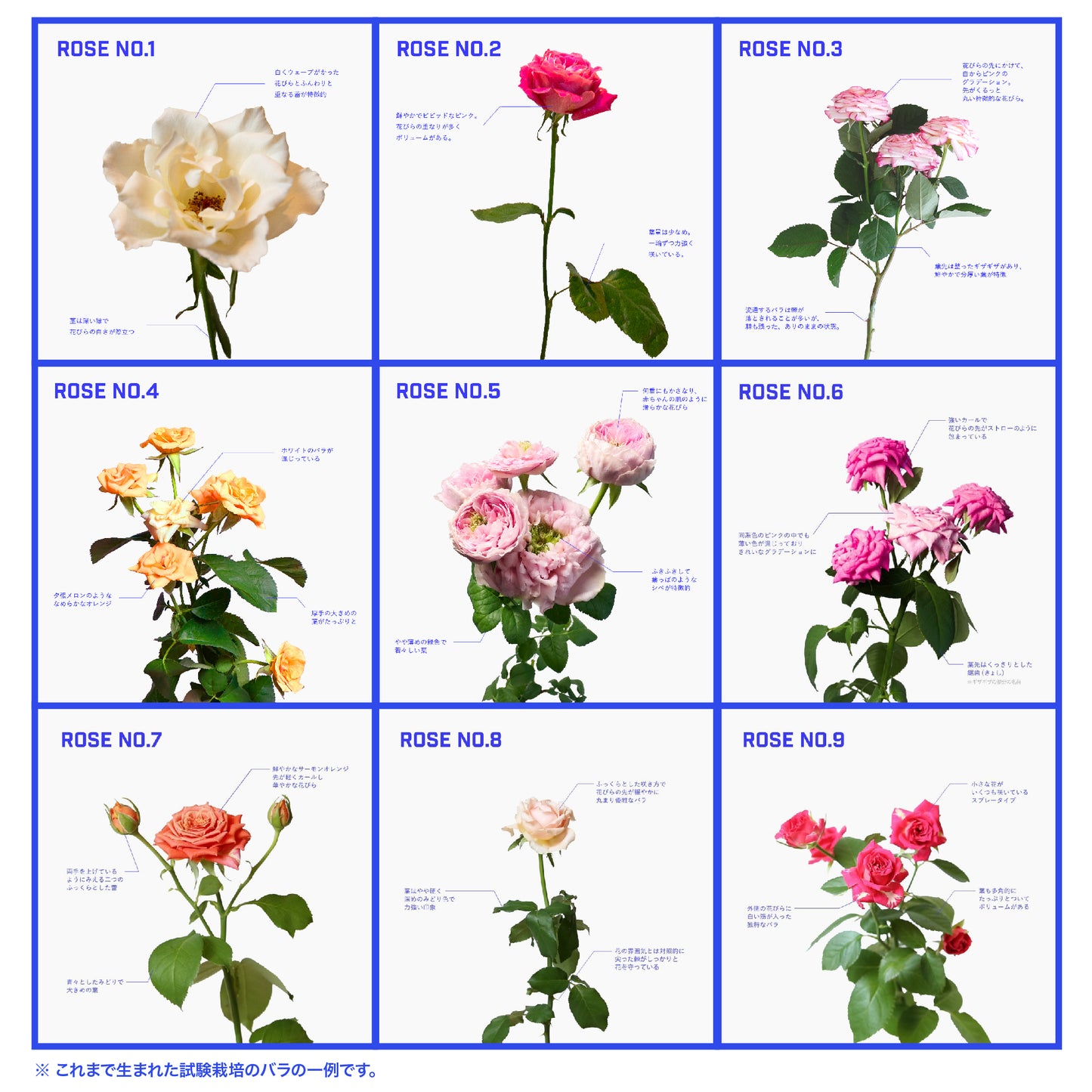 入荷日 _ 2026.2.20 (FRI)